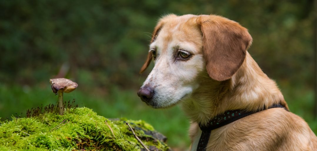 Hundeevents in Wien