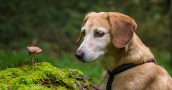 Hundeevents in Wien