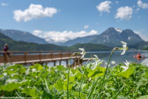 Jausenstation - Seewiese Altaussee