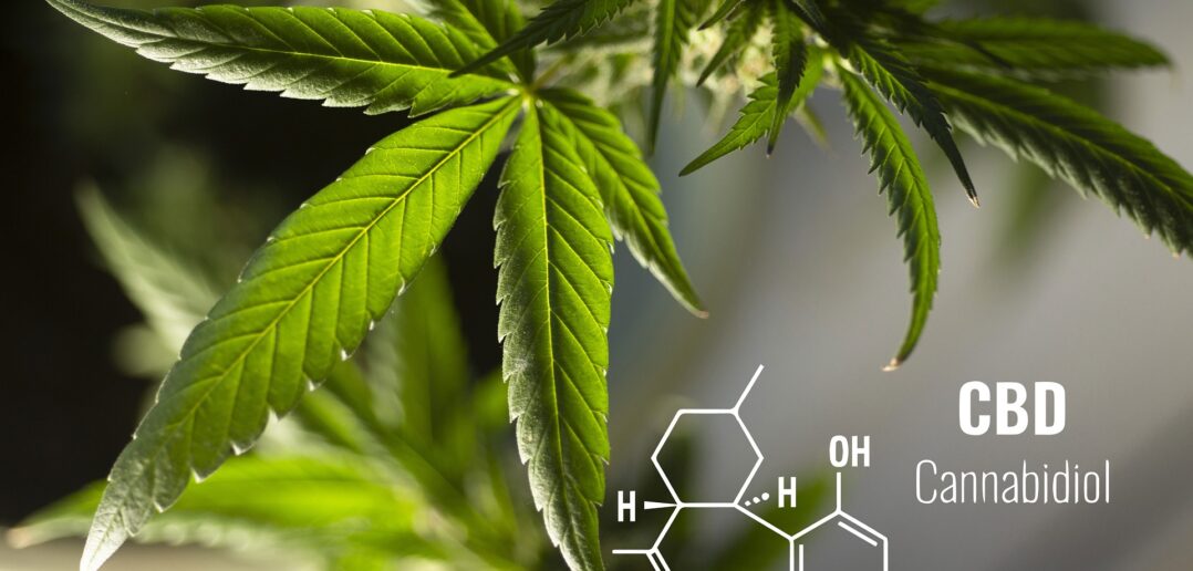 Cannabis vom Hippie-Kraut zur medizinischen Wunderpflanze